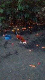 High angle view of birds in water