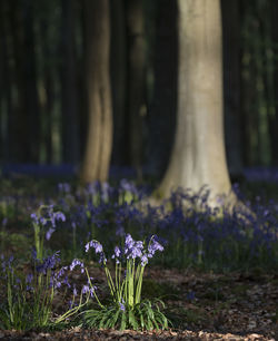 Close-up of purple crocus flowers growing on field