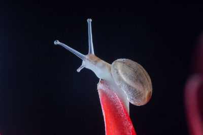 Close-up of snail on flower against black background