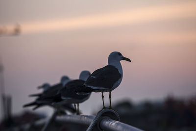 Seagulls perching on railing at sunset