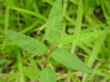 Close-up of fern leaves