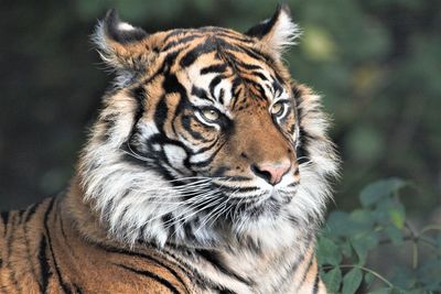 Close-up portrait of a tiger