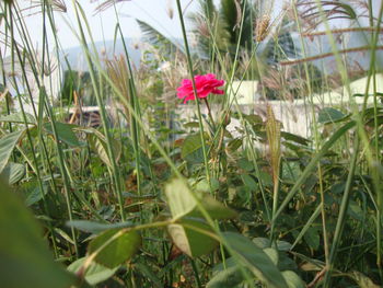 Close-up of flower blooming on field