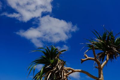 Low angle view of palm tree against blue sky