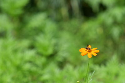 Close-up of yellow flowering plant