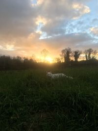 Scenic view of field against sky during sunset