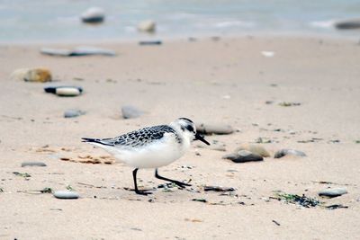 Seagulls on beach