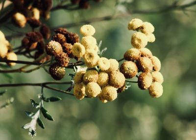 Close-up of fresh green plant