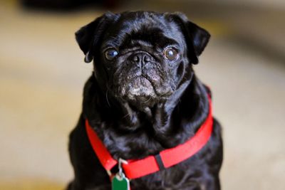 Close-up portrait of pug