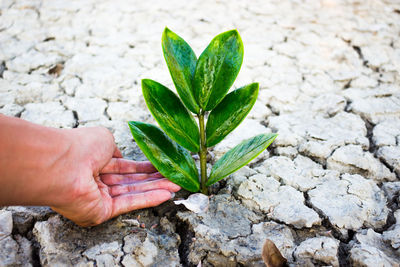 Cropped hand of woman watering plants on ground