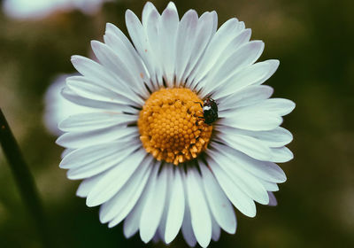 Close-up of insect on white flower