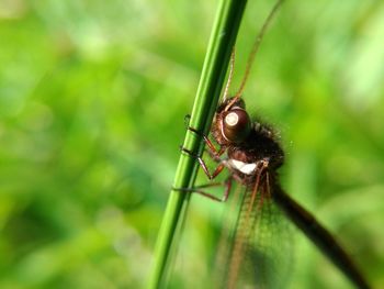 Close-up of insect