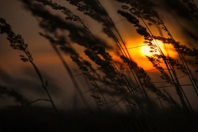 Close-up of silhouette plants against sunset sky