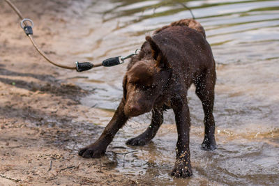 Dog on water