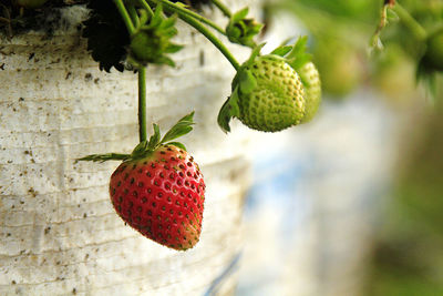 Close-up of strawberry growing on plant