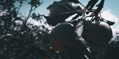 Low angle view of fruits growing on tree