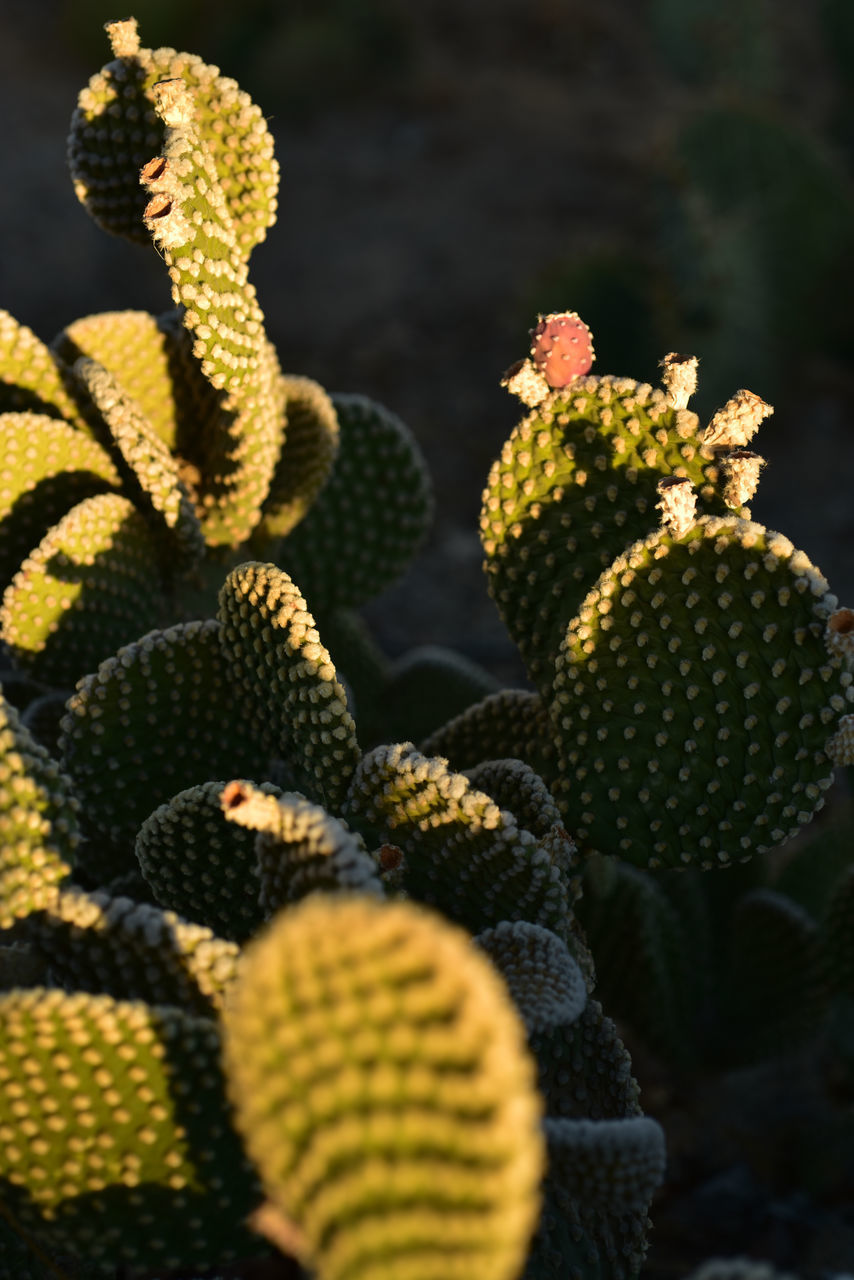 CLOSE-UP OF CACTUS PLANTS