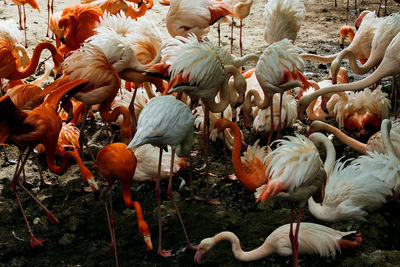 High angle view of flamingos