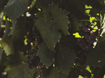 Close-up of grapes growing in vineyard