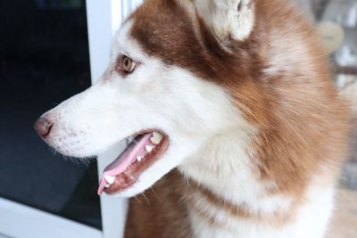 Close-up of a dog looking away