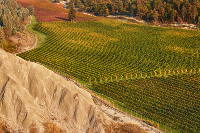 View of vineyard