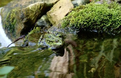 Close-up of frog on moss