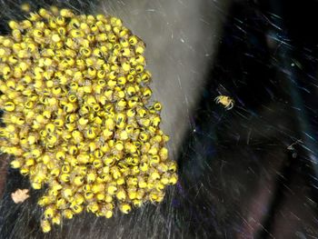 Close-up of yellow flowers