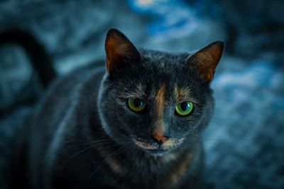 Close-up portrait of a cat