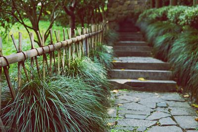 View of stairs along trees