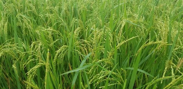 Full frame shot of rice paddy