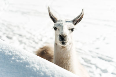 Portrait of a llama on snow