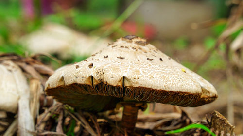 Fresh mushroom grows on the mediterranean forest floor during the fall.