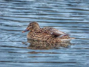 Close-up of mallard duck swimming on lake