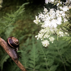 Close-up of snail on plant