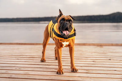 A dog in a life jacket on the pier