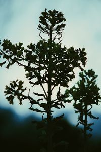 Low angle view of silhouette tree against sky