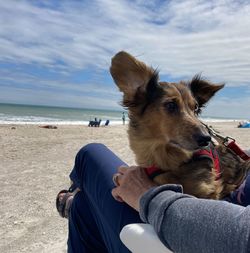 Dog on the beach