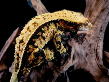 Close-up of lizard