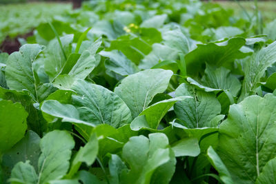 Close-up of green leaves