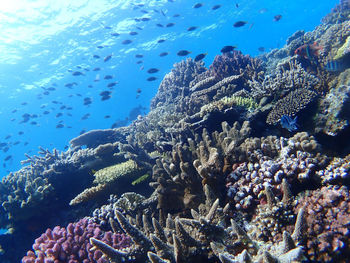 View of fish underwater