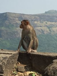 Monkey sitting on rock