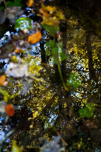 Reflection of trees in water