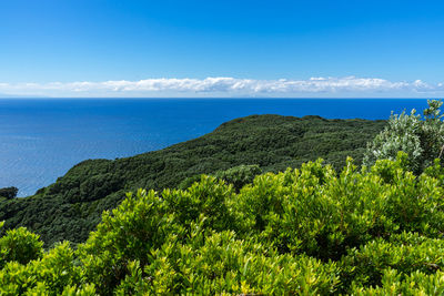 High angle view of trees by sea against blue sky