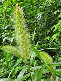 Close-up of fresh green plant