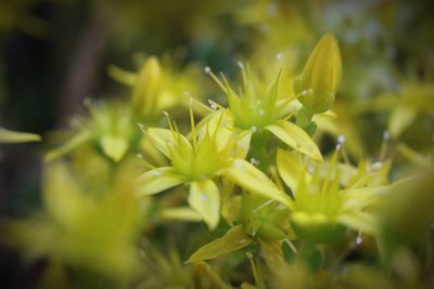 Close-up of yellow flower