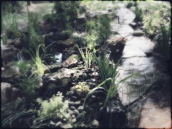 Close-up of plants growing in forest