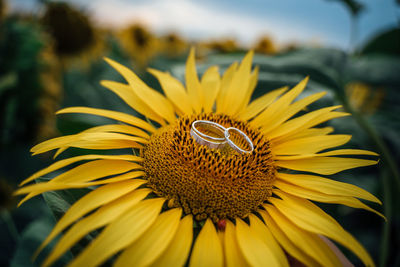 Wedding rings on sunflower