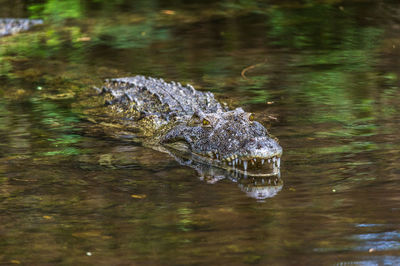 Crocodile swimming in water