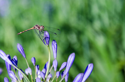 Dragonfly perched on a flower