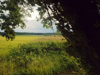 Scenic view of field against sky